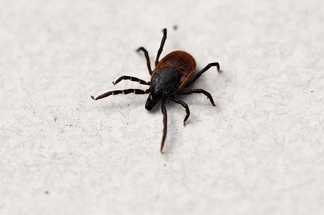 Tick pest control Peterborough