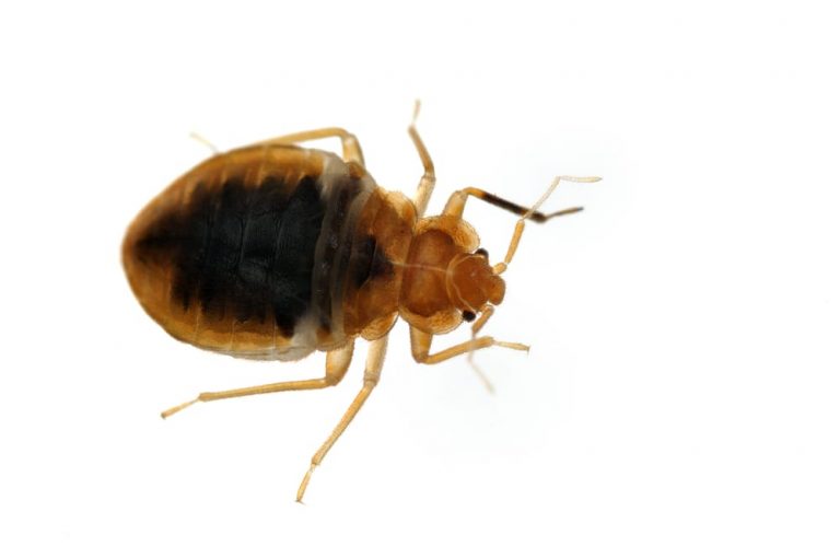 bed bug exterminator peterborough