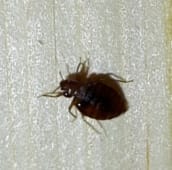 bed bug identification Peterborough