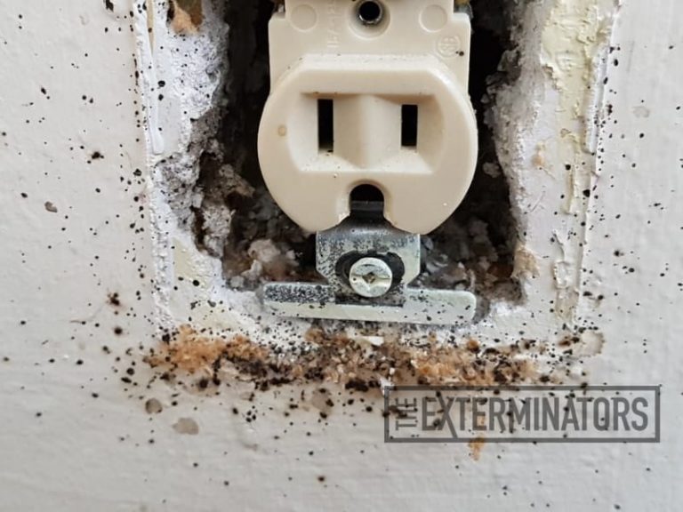 wall outlet bed bugs infestation Peterborough