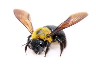 Carpenter Bees Removal Peterborough