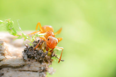 Citronella Ant Control