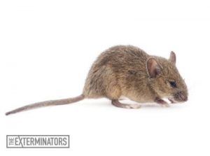 mice extermination and removal peterborough