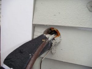 mouse exclusion pest control mice peterborough mouse entry points