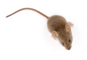 mouse treatment pest control peterborough