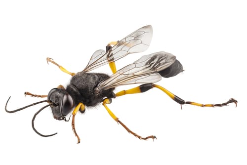 mud daubers removal peterborough