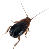 oriental cockroach pest control peterborough