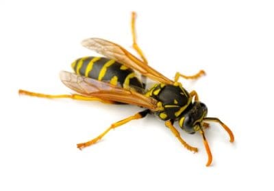 paper wasp removal peterborough