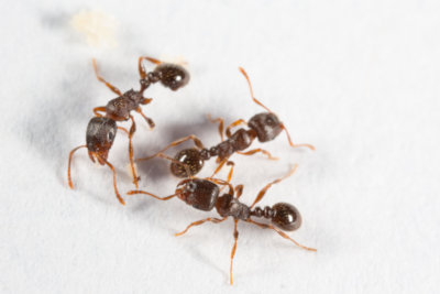pavement ants control Peterborough