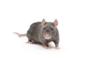humane rat control Peterborough