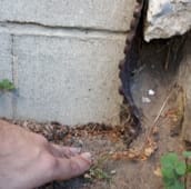 rat inspection peterborough