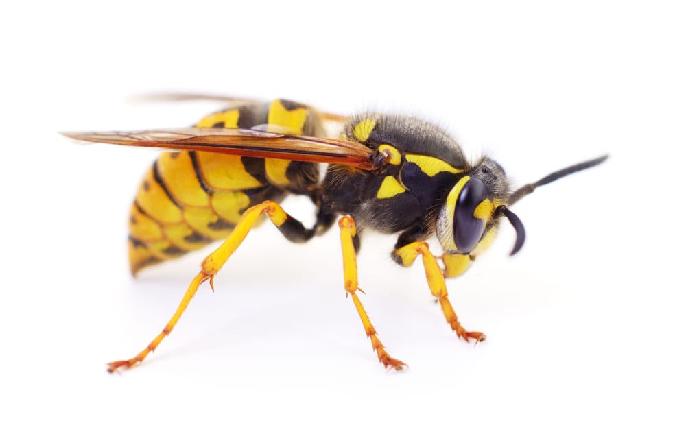 Yellow jacket wasps are more dangerous than most other wasps