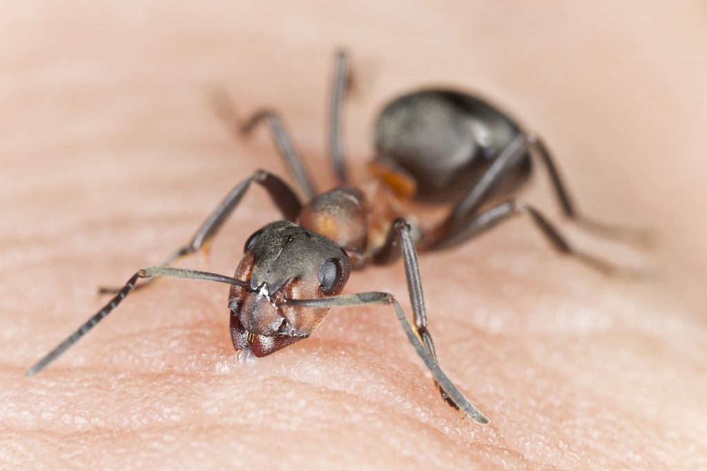 Carpenter Ant Bites and Treatment