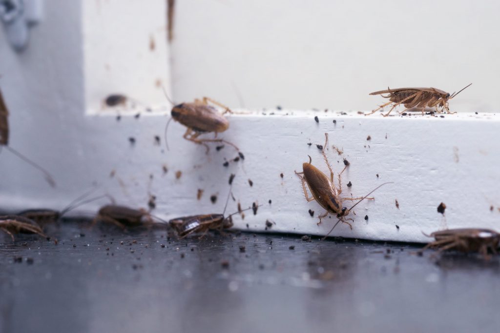 Cockroach Infestation Health Risks