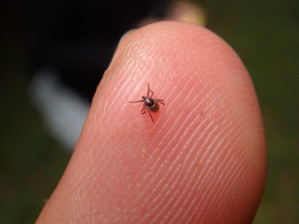 How to Get Rid of Baby Ticks in the House