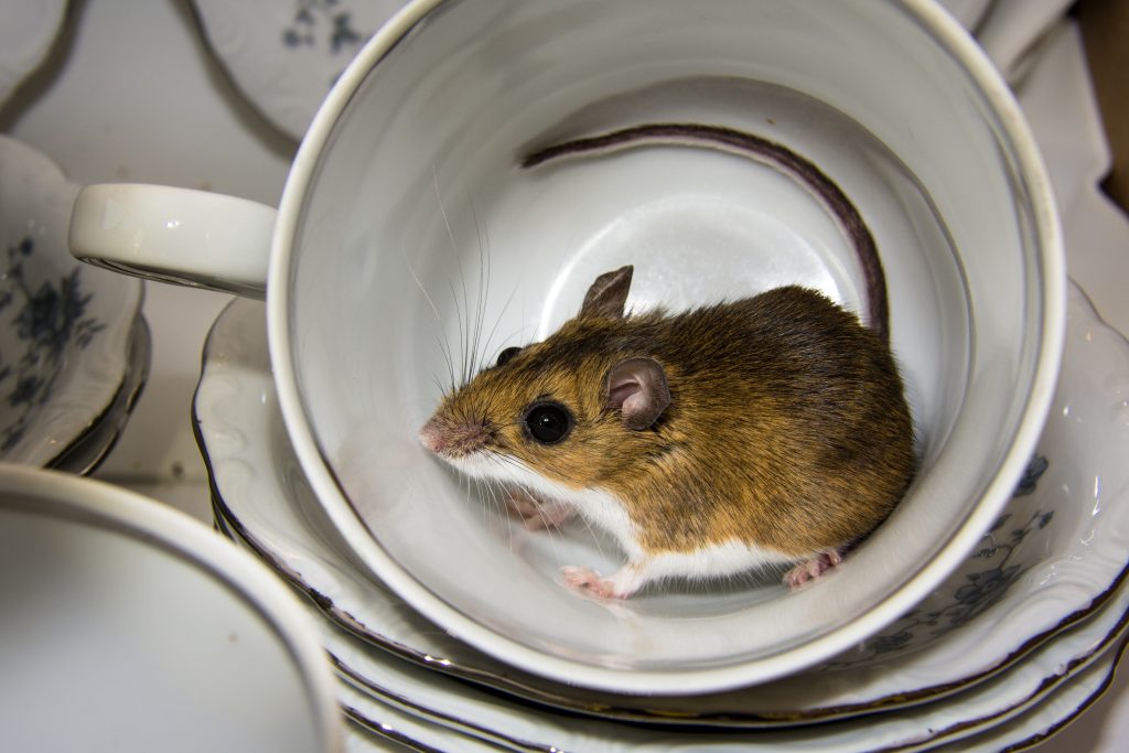 How to Get Rid of Mice Inside My Kitchen