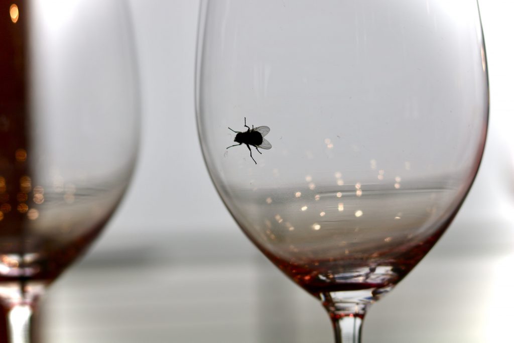 How to Prevent Flies in your Commercial Kitchen