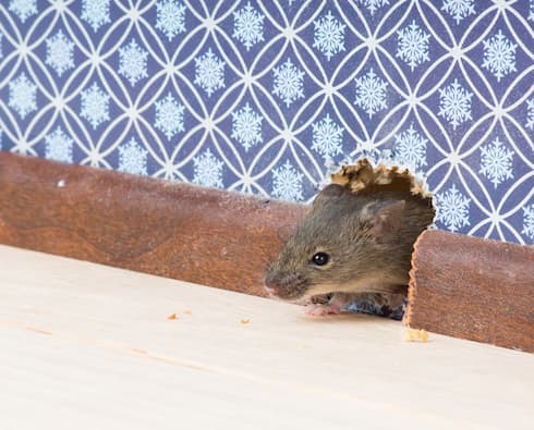 How to Rid your Home of Mice