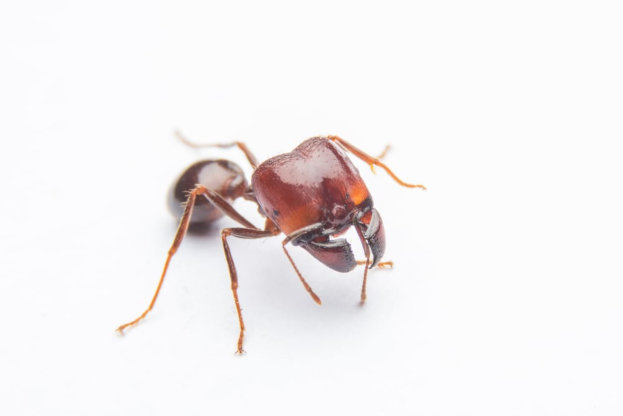 Ant Control Peterborough