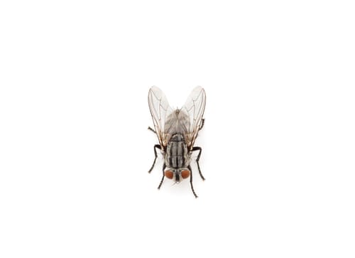 Cluster Flies infestation peterboorugh