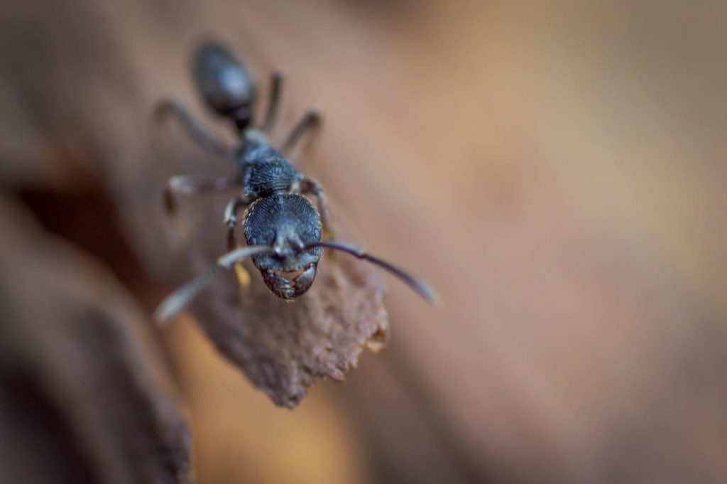 How To Identify Carpenter Ants