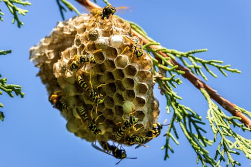 How to Get Rid of Paper Wasp Nest in Tree