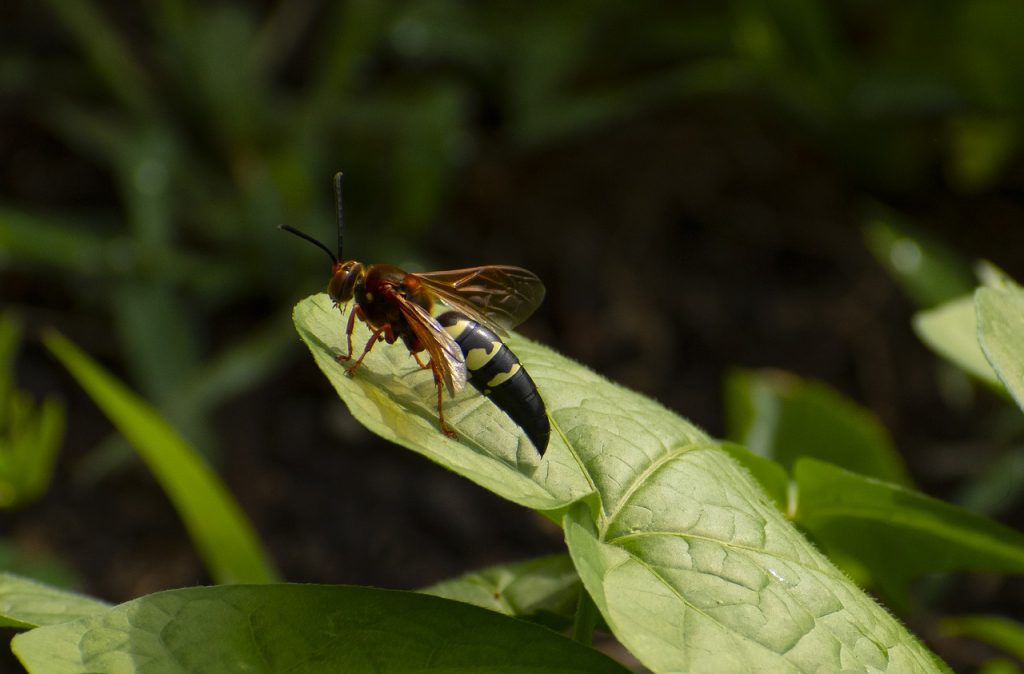 how to get rid of ground digger wasps