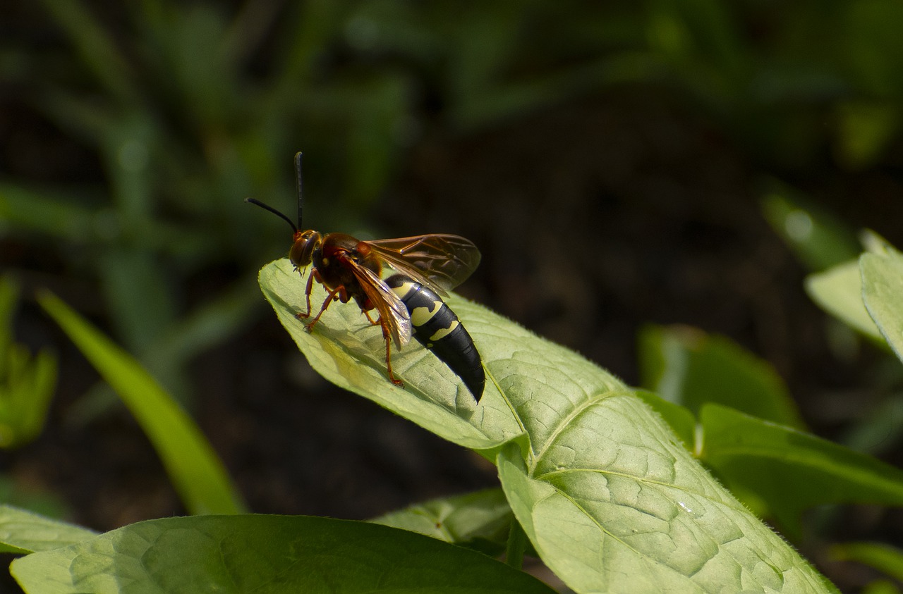 how to get rid of ground digger wasps Exterminator Peterborough