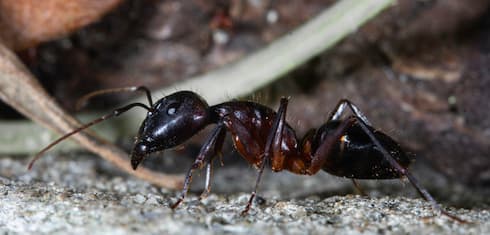 How to Get Rid of Carpenter Ants