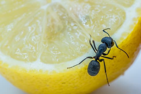 how to get rid if carpenter ants