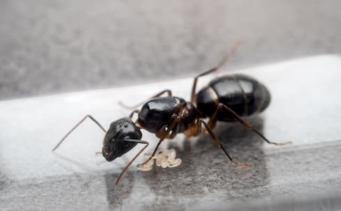 The Differences Between Termites and Carpenter Ants