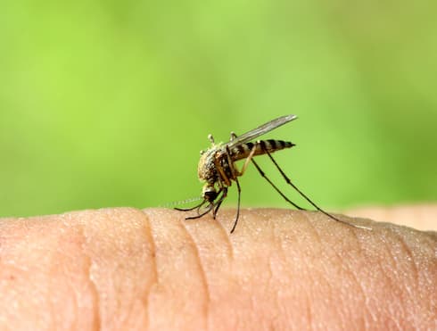 Controlling Mosquitoes at Home