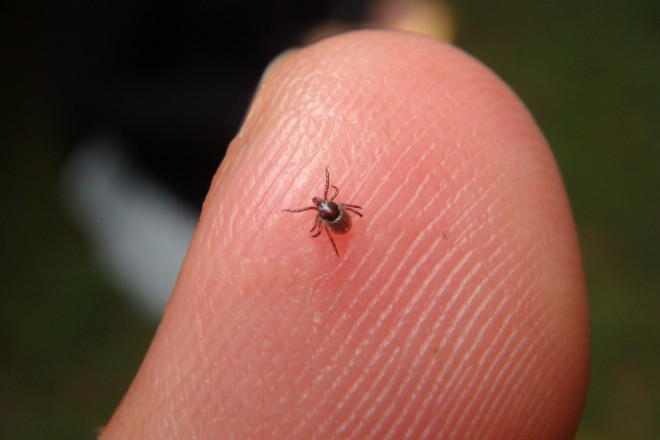 How to Get Rid of Ticks