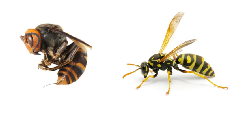 hornet and wasp