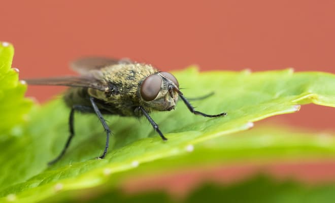 Cluster Flies Facts & Identification, Control & Prevention