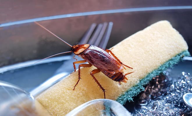 what temperature kills cockroach eggs