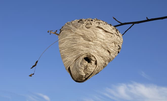 Hornet Nest VS Wasp Nest