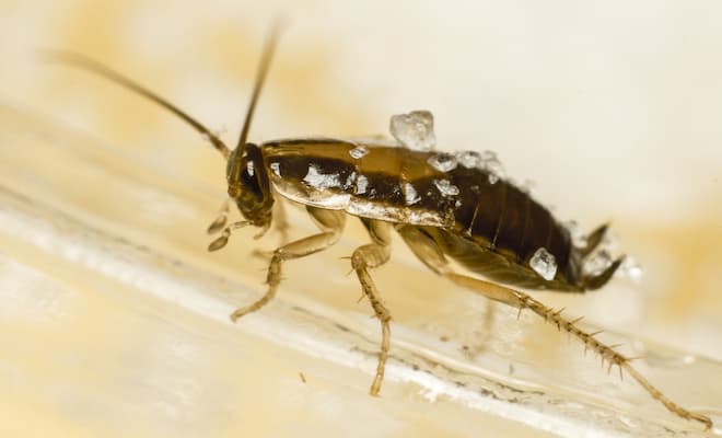 How to Keep Cockroaches Out of Cupboards