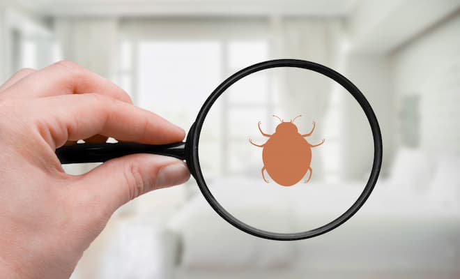 ticks vs bed bugs