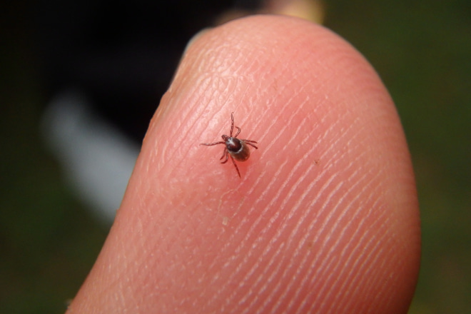 What to do When You Find a Tick in the House