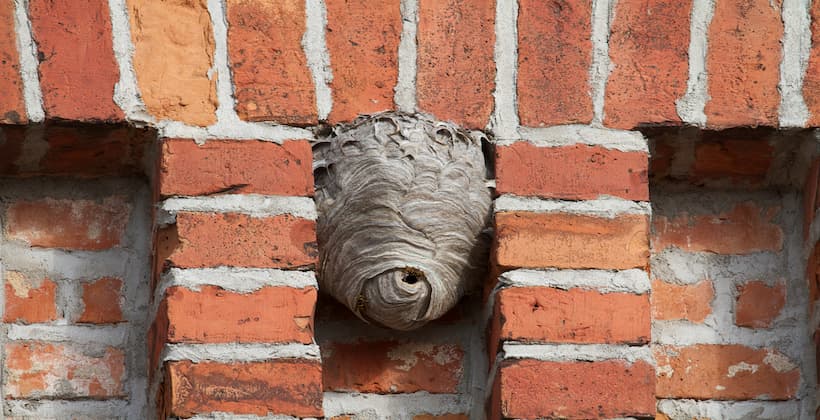 wasp nest in wall