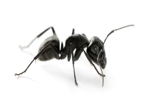 How to Recognize Carpenter Ants