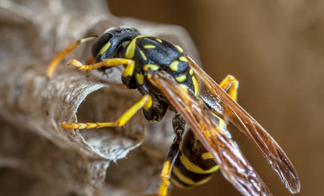 Hidden wasp nests