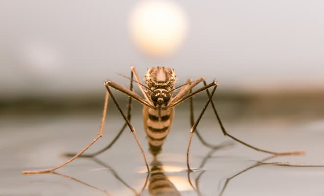 How to use essential oils to keep the mosquitoes away (2)