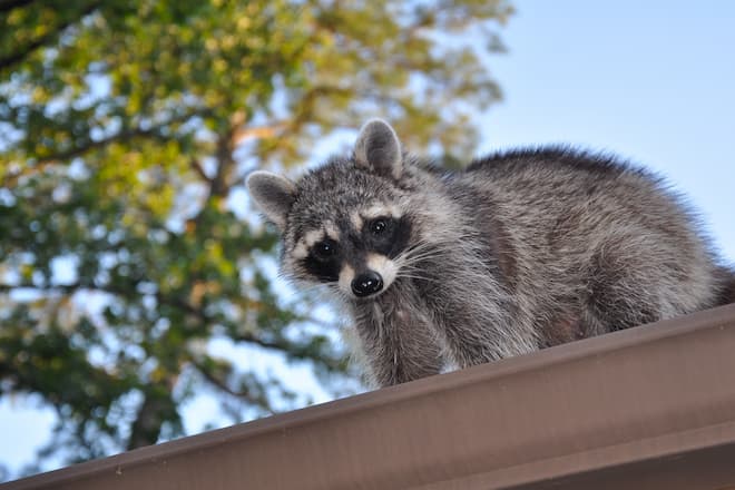 How Old Can Raccoons Live to Be