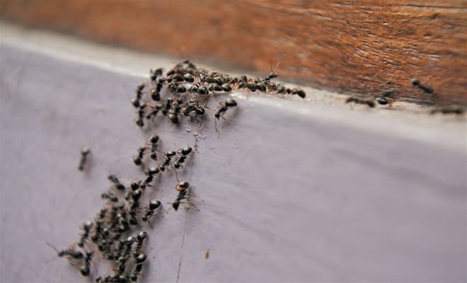 How to Get Rid of Pharaoh Ants in the House