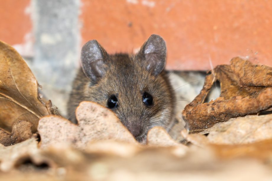 how-a-mice -Infestation-can- affect-your-health