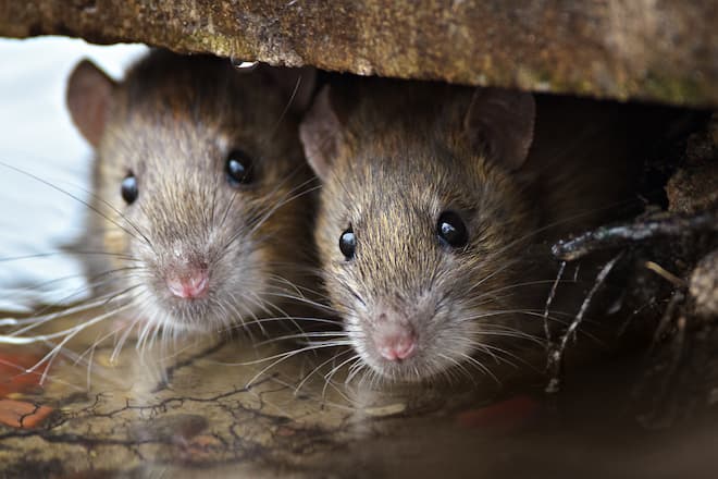 Rats and mice are a dangerous infestation