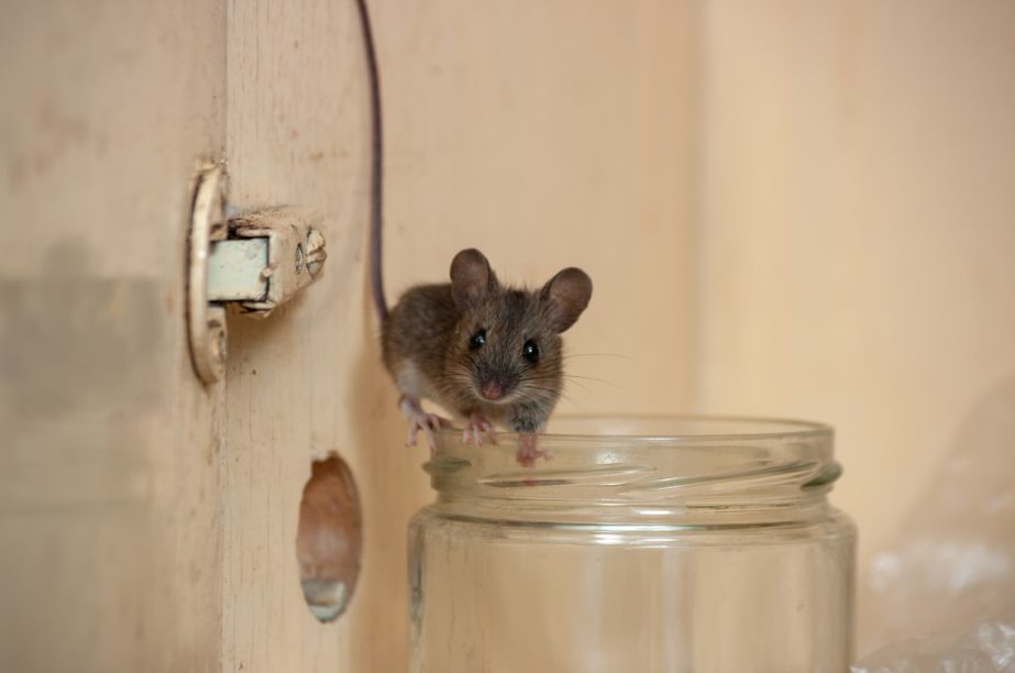 signs-you-have-mice-in-your-walls-and-how-to-get-rid-of-them