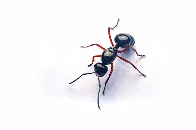 what-attracts-carpenter-ants